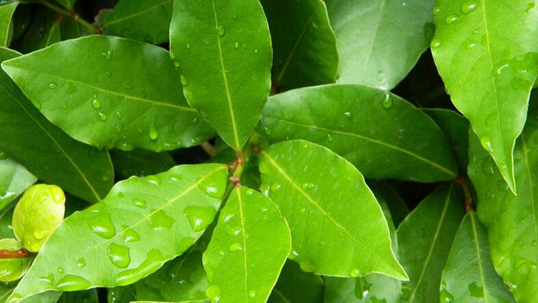 Laurel leaf, essential for use in diabetes mellitus